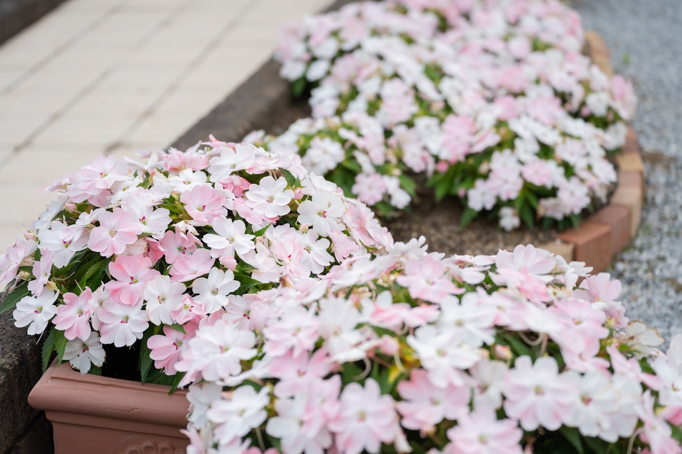 入口の花壇